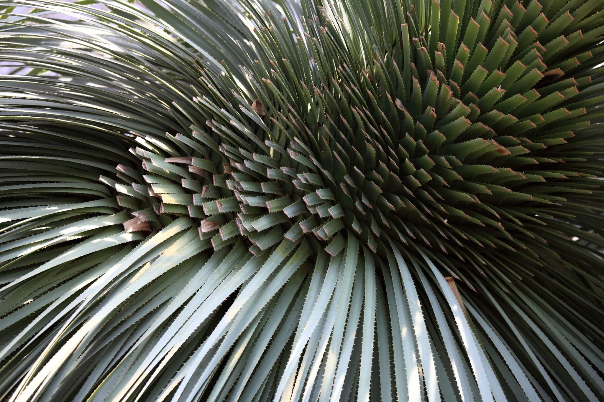 Dasylirion glaucophyllum